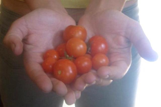 A handful of Cherry Tomatoes