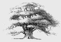 Borealis Landscape logo